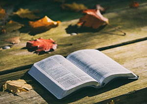 Bible deny small